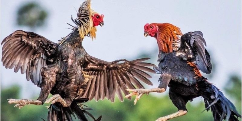 Đá gà Campuchia tại 33Win: Đã mắt với những chiến kê bất bại 2 Cách thức tham gia đá gà trực tiếp Campuchia