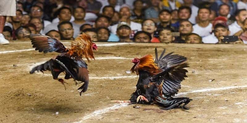 Đá Gà Thomo 33WIN – Sân Chơi Kinh Điển Cực Kỳ Hấp Dẫn 5 Đá Gà Thomo 33WIN – Sân Chơi Kinh Điển Cực Kỳ Hấp Dẫn