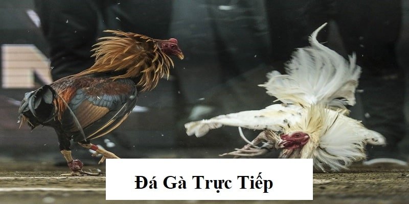 Đá Gà Trực Tiếp 33WIN – Thưởng Thức Trận Đấu Cực Kỳ Sống Động 3 Đá Gà Trực Tiếp 33WIN – Thưởng Thức Trận Đấu Cực Kỳ Sống Động