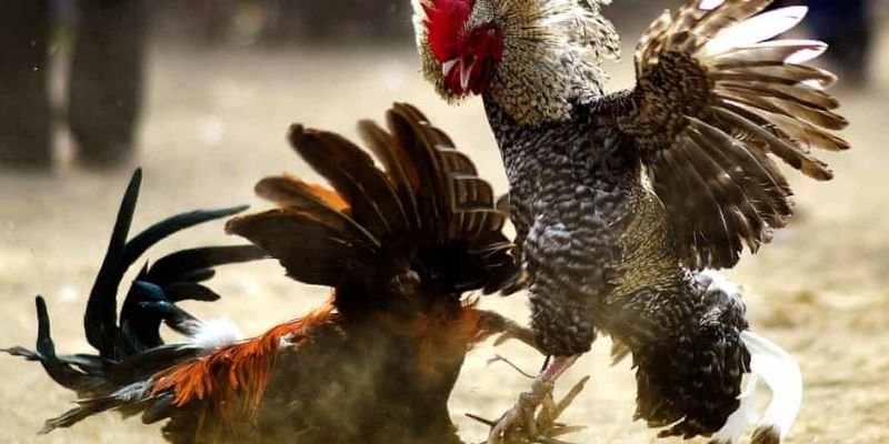 Đá gà Campuchia tại 33Win: Đã mắt với những chiến kê bất bại 3 Luật chơi đá gà trực tiếp Campuchia tại 33Win mà bạn nên biết