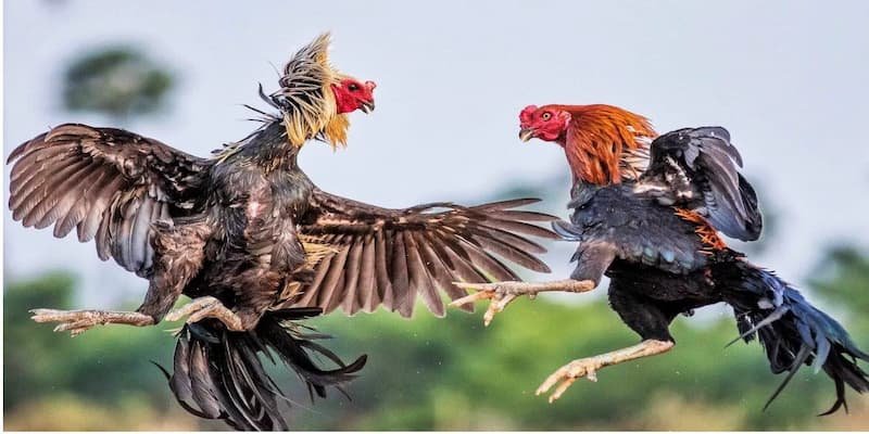 Đá Gà Thomo 33WIN – Sân Chơi Kinh Điển Cực Kỳ Hấp Dẫn 2 Tổng Quan Về Hình Thức Đá Gà Thomo