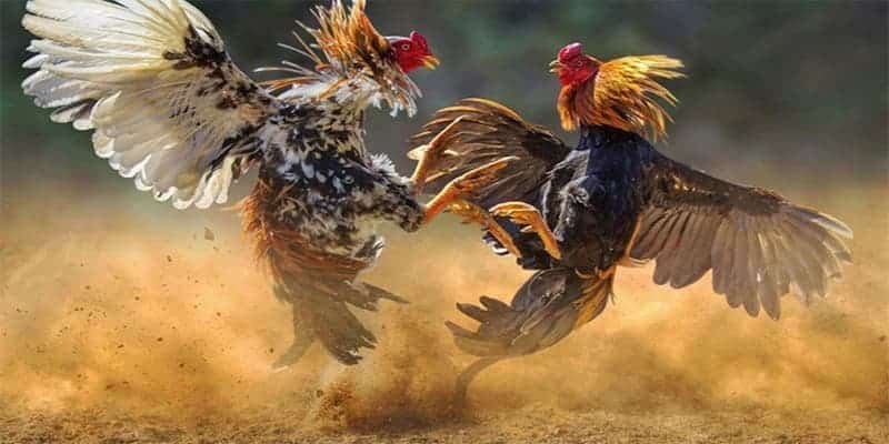 Đá Gà Thomo 33WIN – Sân Chơi Kinh Điển Cực Kỳ Hấp Dẫn 3 Sự Kịch Tính Của Các Trận Đá Gà Thomo