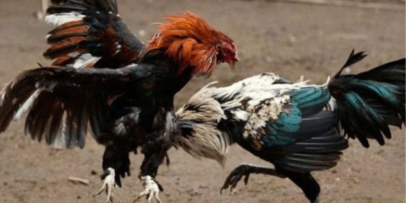 Đắm chìm trong thế giới đá gà cựa dao đỉnh cao tại 33Win 4 Đắm chìm trong thế giới đá gà cựa dao đỉnh cao tại 33Win