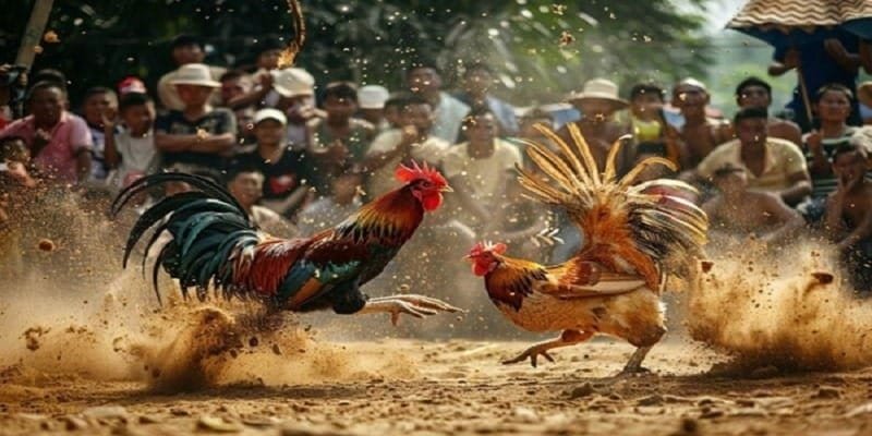 Đá Gà Trực Tiếp 33WIN – Thưởng Thức Trận Đấu Cực Kỳ Sống Động 2 Điểm qua một số nét chính về đá gà trực tiếp